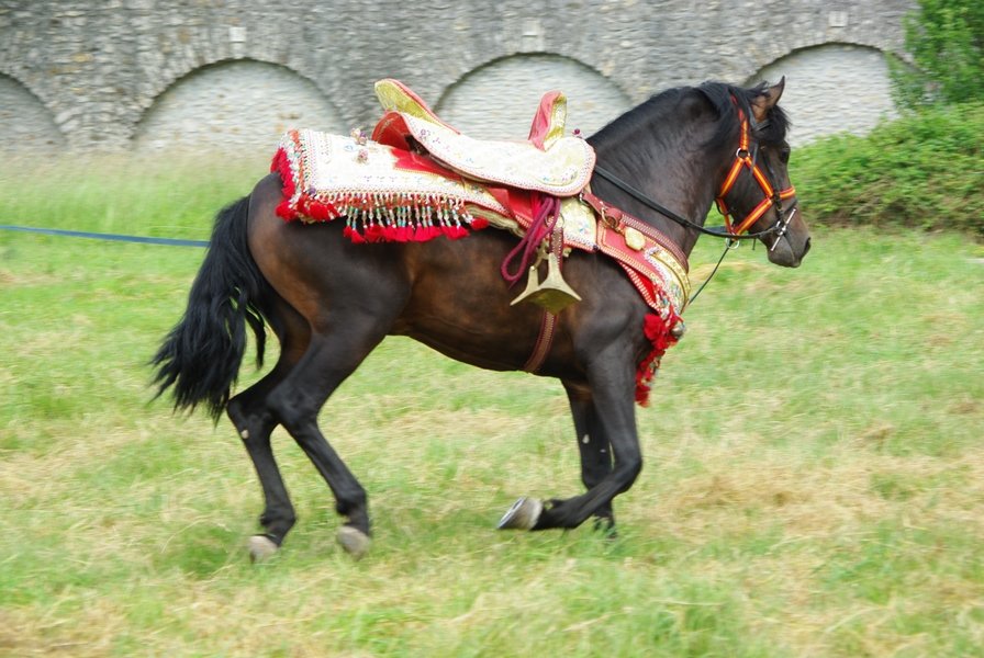 Le Moussem des Cultures 2008 075.jpg